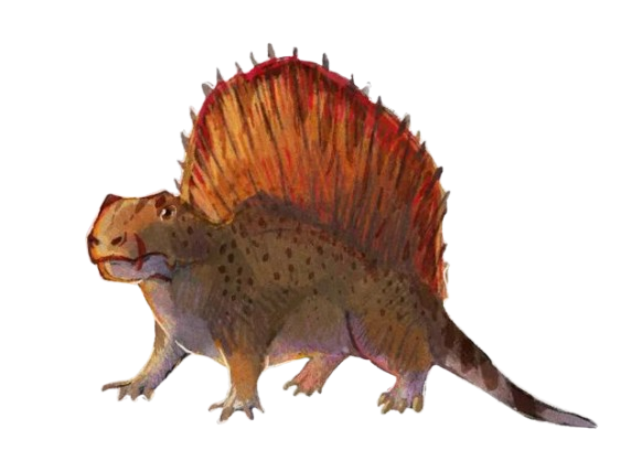 dimetrodon