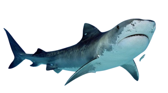 shark